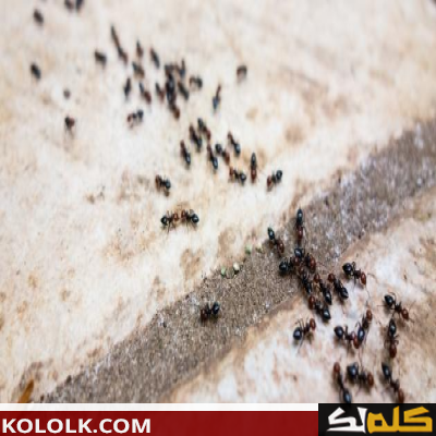 طريقة الانتهاء والتخلص من النمل من البيت