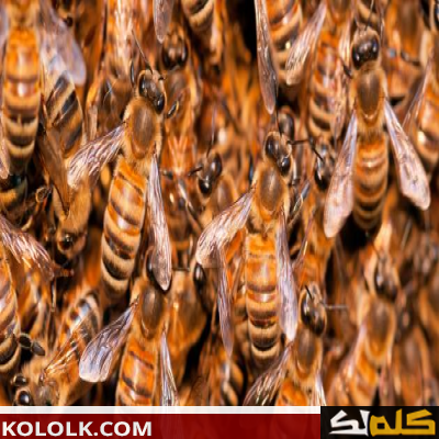 طريقة تربية النحل اليمني