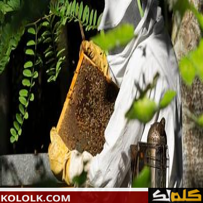طريقة تربية النحل فى ليبيا