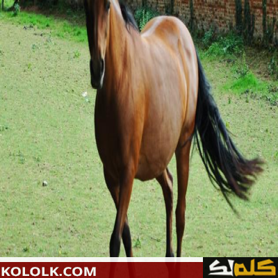تربية الخيول في البلاد التونسية