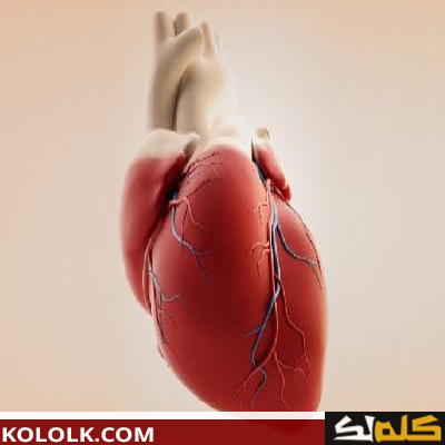 آلية عمل قلب الإنسان