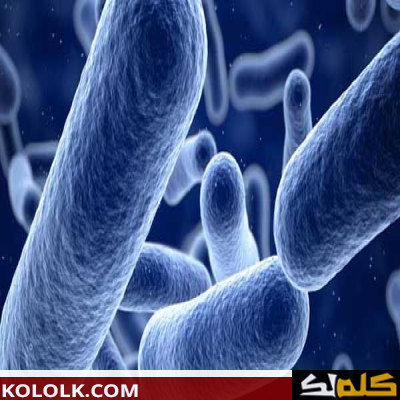 معلومات عن بكتيريا الإيكولاي