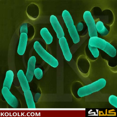 العلاقة بين البكتيريا العصوية والجمرة الخبيثة