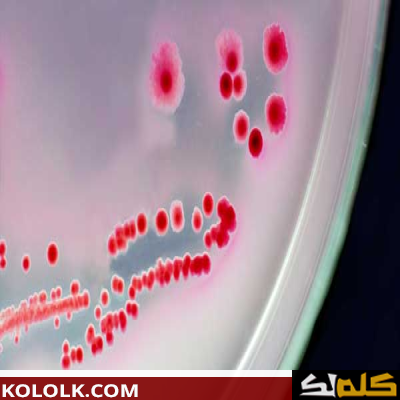 معلومات عن البكتيريا النافعة