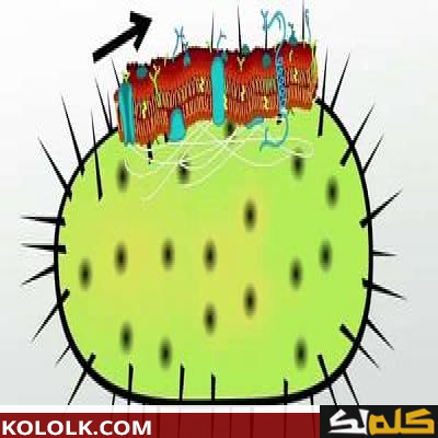 وظائف غشاء الخلية
