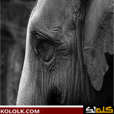 الفيل الحزين