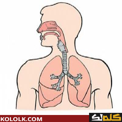 الجهاز التنفسي تعريفه ومكوناته