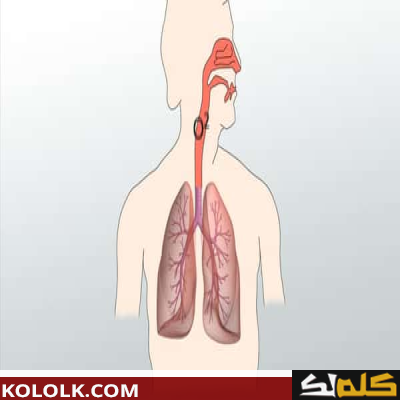 كيف تتم عملية التنفس عند الإنسان