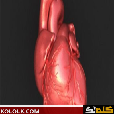 كيف يعمل قلب الإنسان