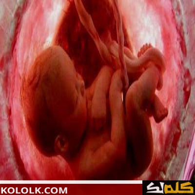 مراحل تطور الجنين خلال فترة الحمل