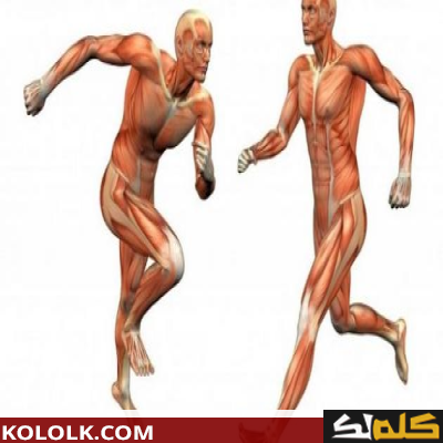 كيف يعمل تحرك كل من العضلات والعظام والمفاصل