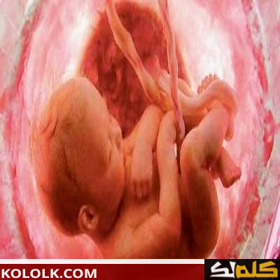 مراحل تكوين الجنين في الرحم