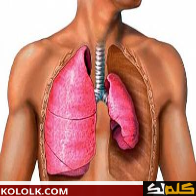 كيف نحافظ على الجهاز التنفسي عند الإنسان