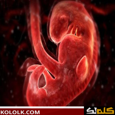 مراحل تطور الجنين في بطن أمه