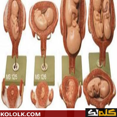 مراحل تكوين الجنين أسبوعيا