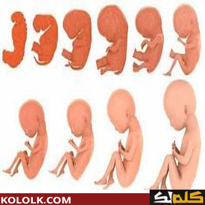 مراحل تطور الجنين أسبوعيا