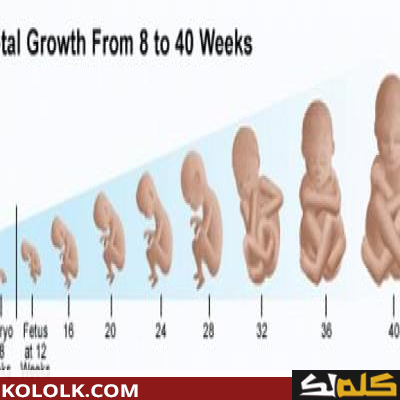 مراحل تطور الجنين بالأسابيع