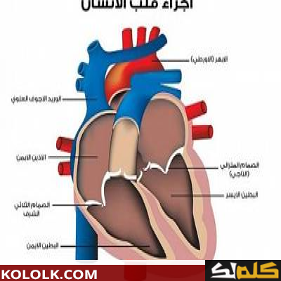 تعرف ما هو تحليل إنزيمات القلب