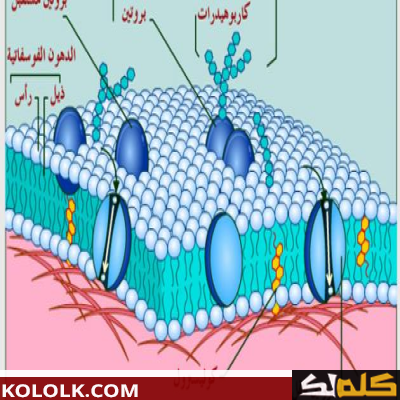 ما وظائف غشاء الخلية