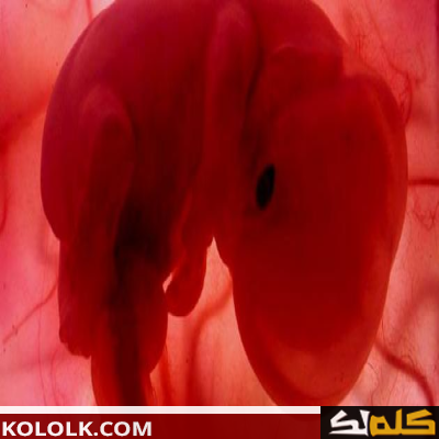 ما هى مراحل تكوين الجنين