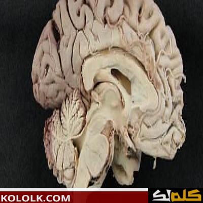 اين يوجد ويقع المخ في رأس الإنسان