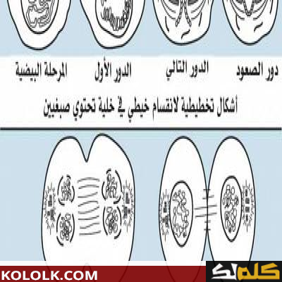 مراحل انقسام الخلية