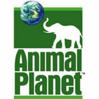 ترددات قناة كوكب الحيوانات 2021 animal planet