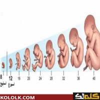 مراحل نمو وتطور الجنين داخل الرحم