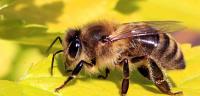 كيف يصنع النحل العسل