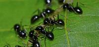 طريقة تكاثر النمل
