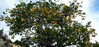 طريقة الاعتناء بشجرة الليمون