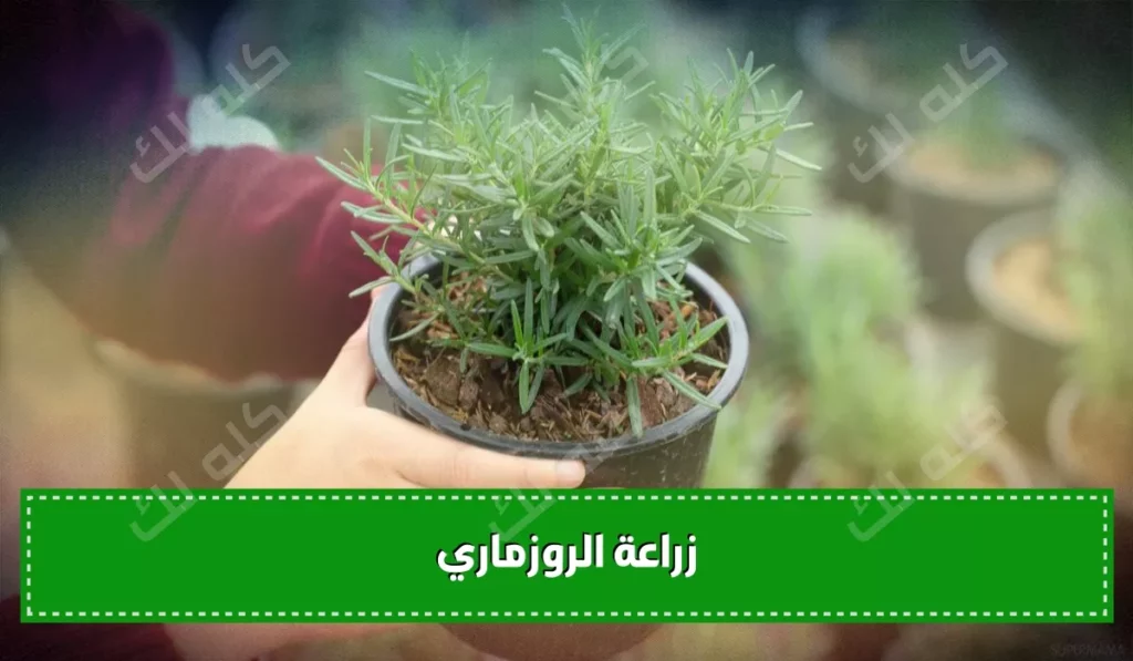 D983D98AD981D98AD8A9 D8B2D8B1D8A7D8B9D8A9 D8A7D984D8B1D988D8B2D985D8A7D8B1D98A D981D98A D8A7D984D985D986D8B2D984