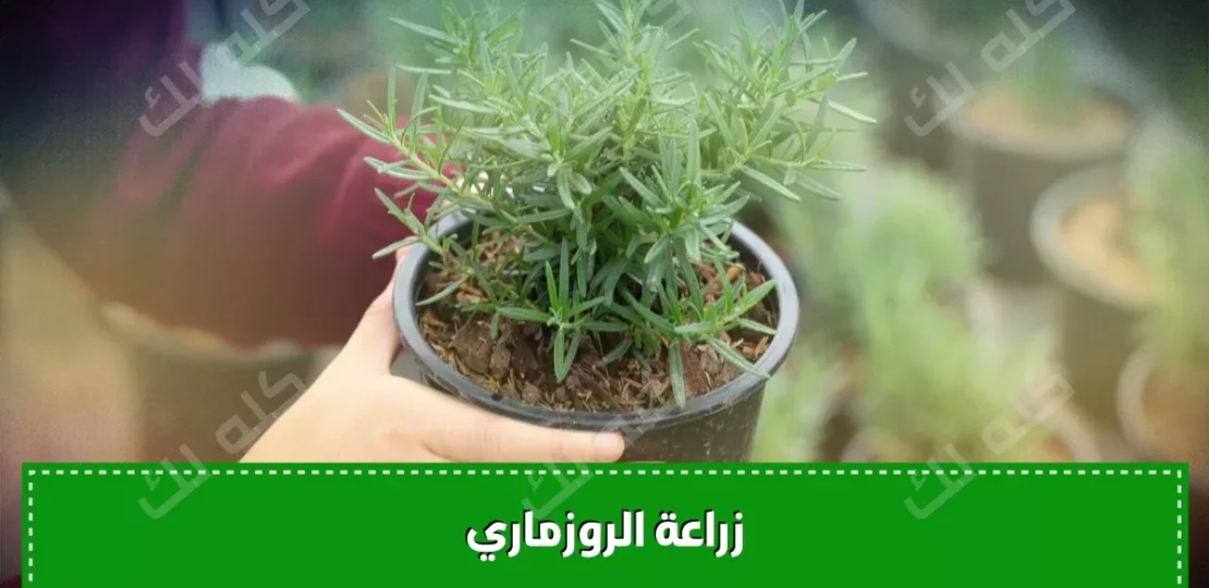 D983D98AD981D98AD8A9 D8B2D8B1D8A7D8B9D8A9 D8A7D984D8B1D988D8B2D985D8A7D8B1D98A D981D98A D8A7D984D985D986D8B2D984