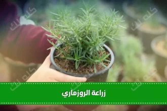 D983D98AD981D98AD8A9 D8B2D8B1D8A7D8B9D8A9 D8A7D984D8B1D988D8B2D985D8A7D8B1D98A D981D98A D8A7D984D985D986D8B2D984