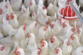 سعر الفراخ البلدي يصل إلى 115 جنيهًا للكيلو.. تحديث أسعار الدواجن اليوم الأربعاء 7 يناير 2026 4 11816