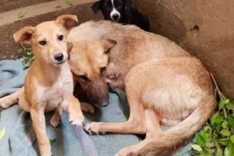 كلاب الشوارع في مصر.. تحديث قاعدة بيانات جمعيات الرفق بالحيوان كل 6 أشهر 20 82853133 1307157079468351 7823330642455691264 n