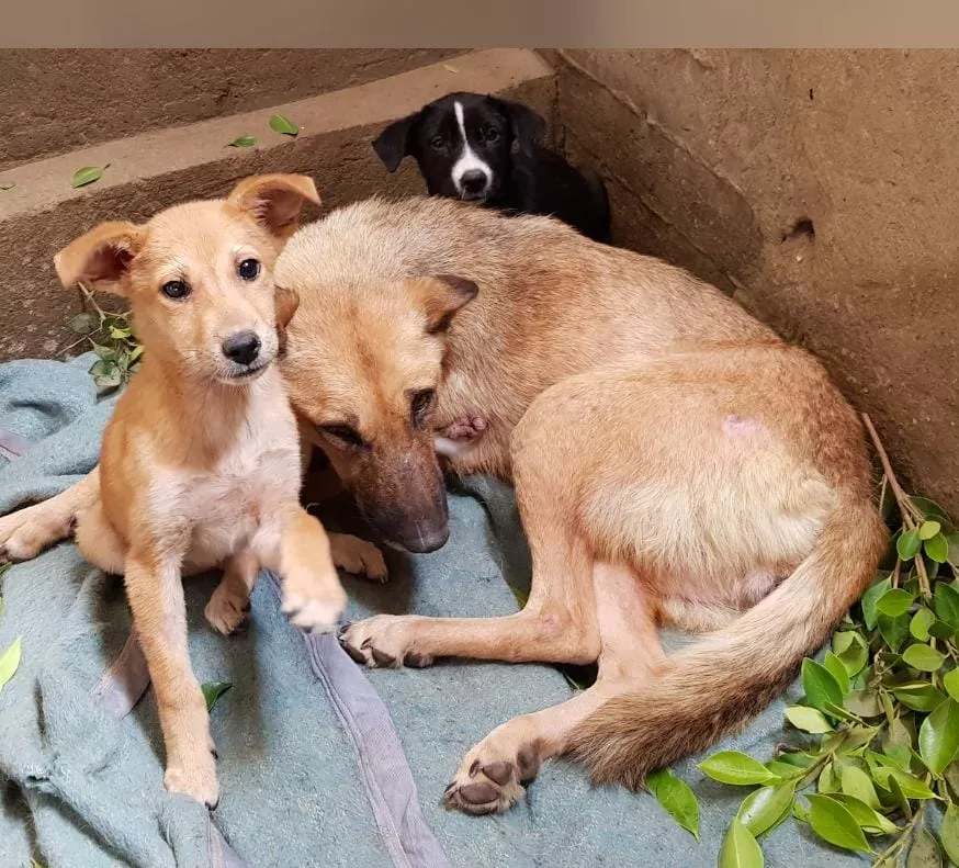 82853133 1307157079468351 7823330642455691264 n