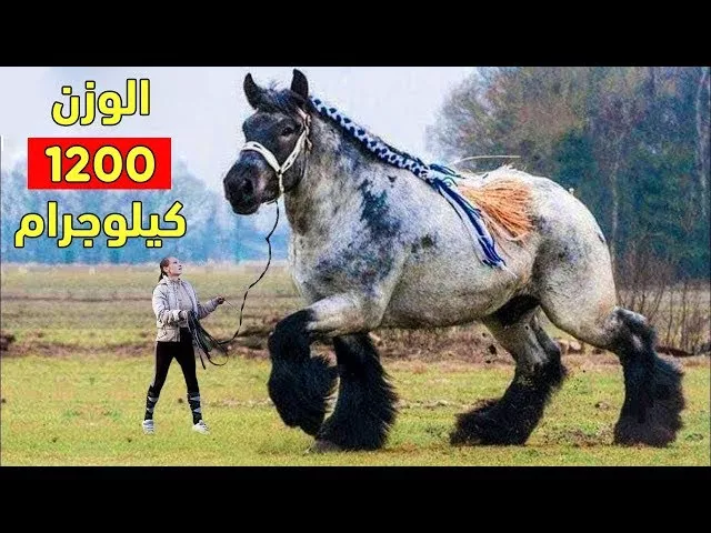 Arabian horse traditional