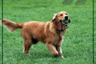 تفسير حلم الكلب بين معاني الوفاء والتحذير من العداوات الخفية 8 dog dream symbolism