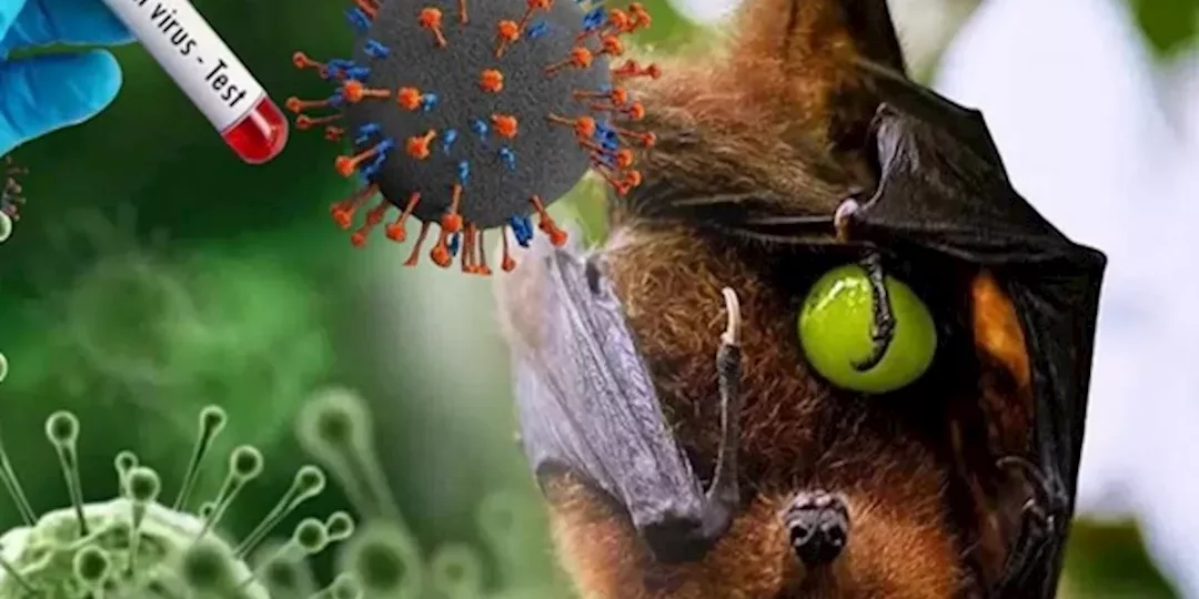 فيروس نيباه القاتل: مرض نادر يرفع حالة التأهب الصحي في آسيا 1 Nipah virus microscope illustration