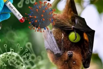 فيروس نيباه القاتل: مرض نادر يرفع حالة التأهب الصحي في آسيا 1 Nipah virus microscope illustration