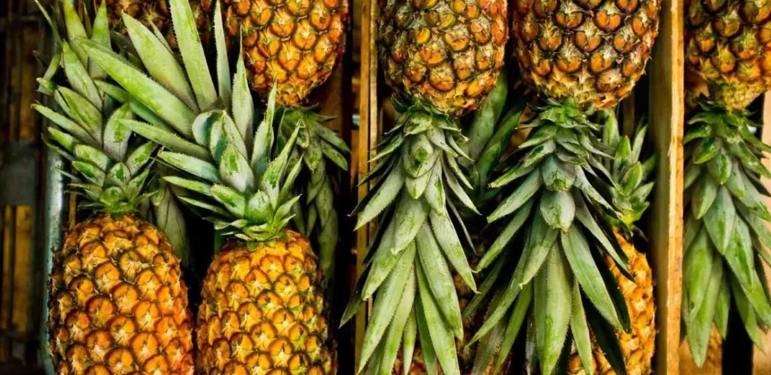 هل يساعد الأناناس على خسارة الوزن بعد الولادة؟ رأي التغذية 1 pineapple healthy diet illustration