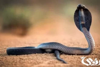تفسير حلم الأفاعي: رسائل العداوة والخوف ومعنى النجاة 6 snake dream interpretation