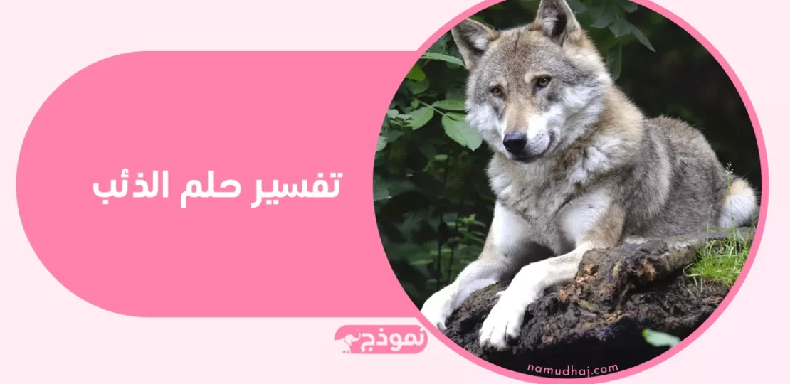 تفسير حلم الذئب في المنام: رسائل تحذير ودلالات النجاة 1 wolf in dark forest