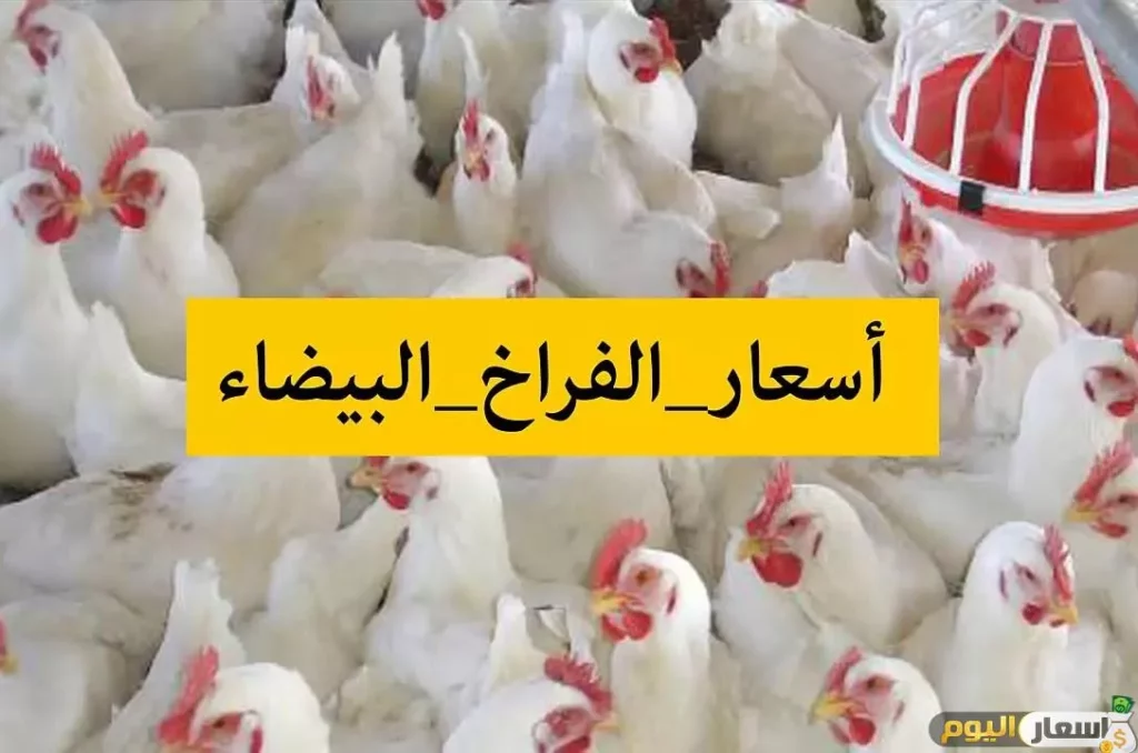 chicken poultry market egypt