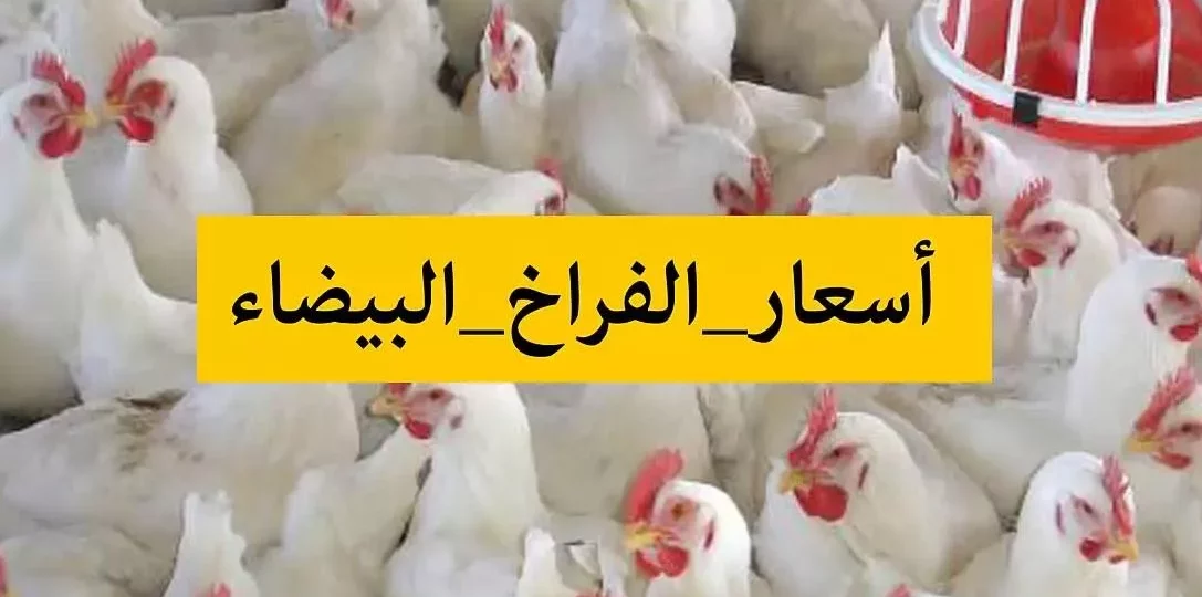 سعر الفراخ اليوم في مصر وتفاصيل البيض والبانيه للمستهلك 02/02/2026 1 chicken poultry market egypt