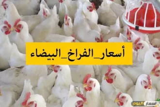 سعر الفراخ اليوم في مصر وتفاصيل البيض والبانيه للمستهلك 02/02/2026 19 chicken poultry market egypt