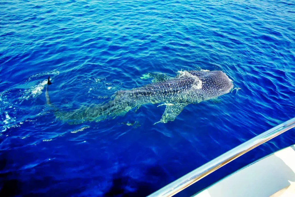 رجل برج الحوت