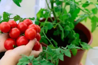زراعة الطماطم في المنزل بخطوات سهلة من بذور الثمرة نفسها 15 home tomato planting