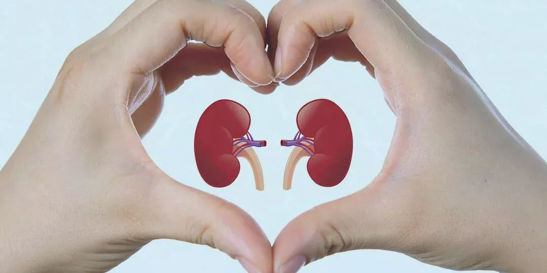 نظام غذائي ذكي يدعم صحة الكلى ويقلل الالتهابات طبيعيًا 1 kidney health nutrition food